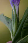 Limestone wild petunia